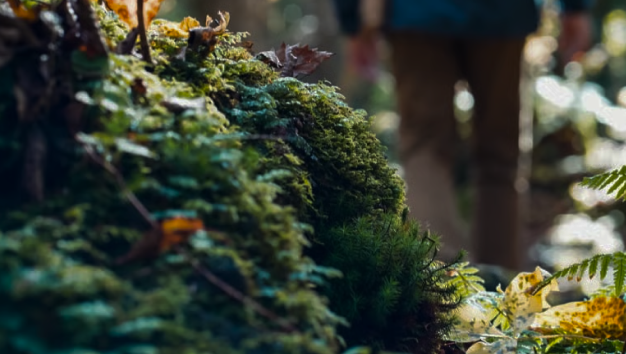 Nature & Wellness Journey