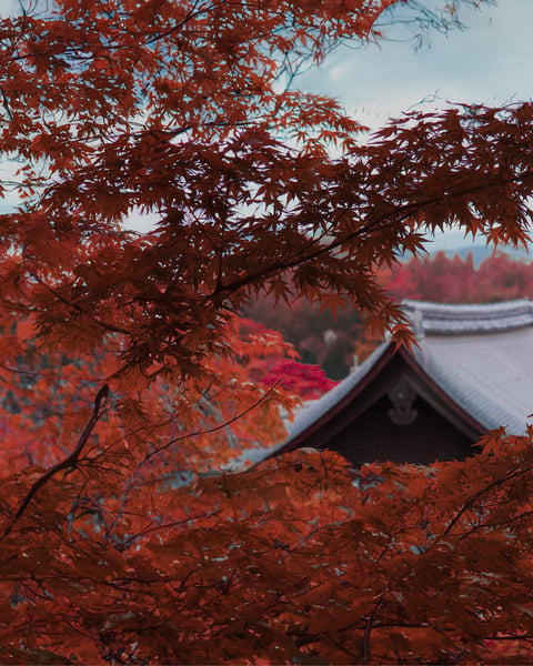 Autumn Leaves Experiences in Japan