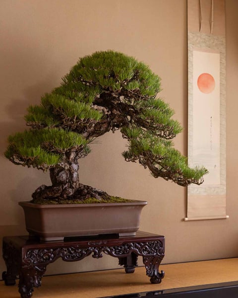 Bonsai Experiences in Japan – Tokyo, Kagawa & More