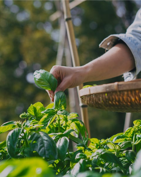 Farm Tours in Japan – Naoshima, Hakone & More