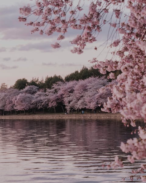 Cherry Blossom Experiences in Japan