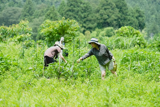 experience-image