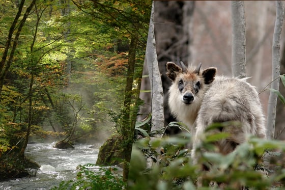 https://storage.otonami.jp/images%2F08086a13-ebae-48e5-b923-5989650cfe2d?alt=media