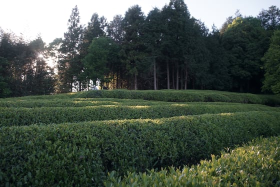 experience-image