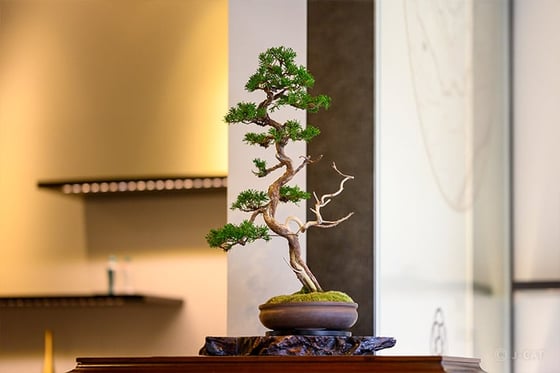 https://storage.otonami.jp/images%2Fen_makinooto-bonsai_sub_0_dc7c78e2.jpg?alt=media