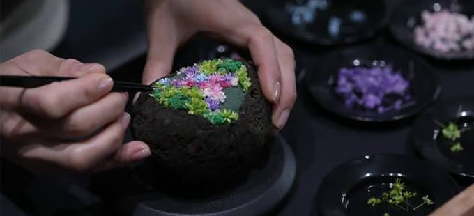 Edible flowers arranged plate by plate