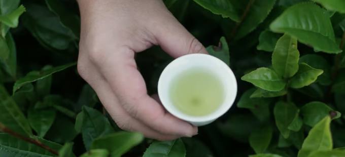 Freshly brewed tea in the plantation