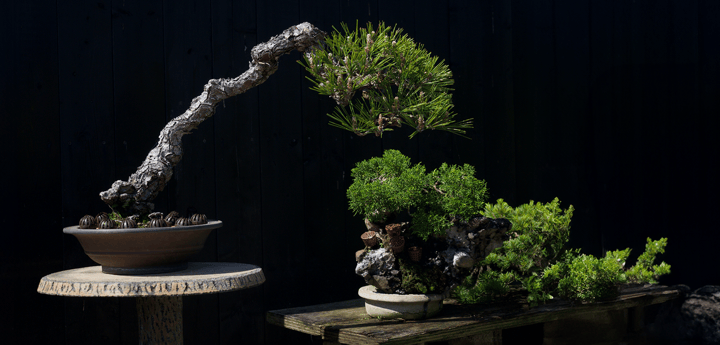 Bonsai Experiences
