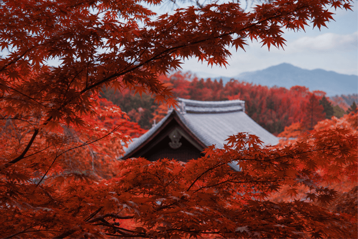 Autumn Leaves