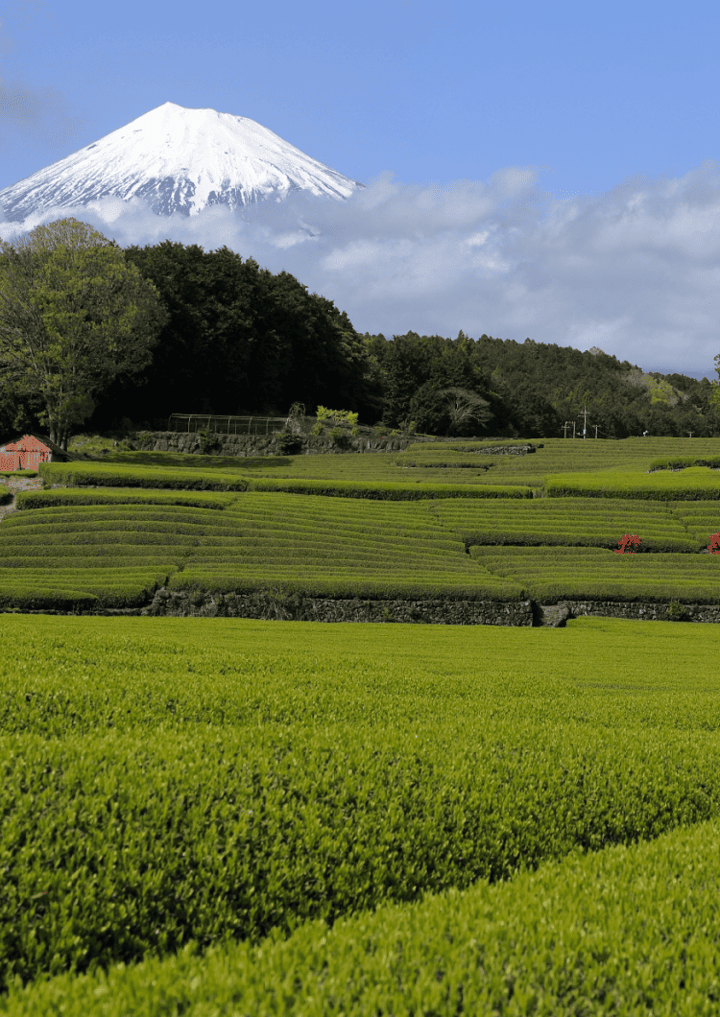 Shizuoka