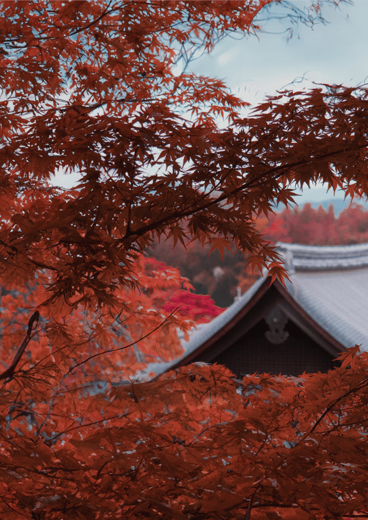 Autumn Leaves