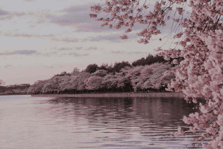 Cherry Blossom Season