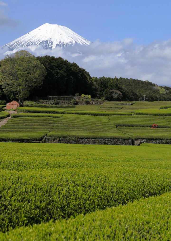 Other places (Mt.Fuji/Hakone & Around)