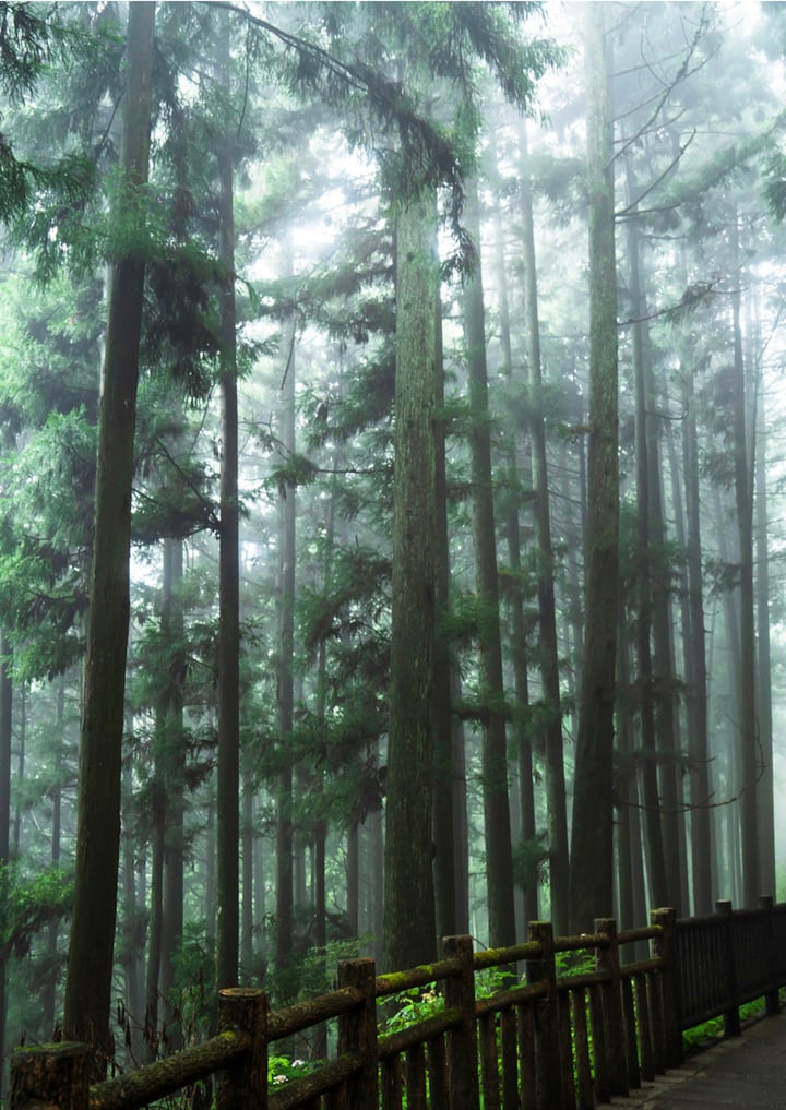 [Experiential Stay] Explore Sacred Mt. Mitake on a Guided Hike and Relax with an Overnight Stay at a Private Riverside Villa