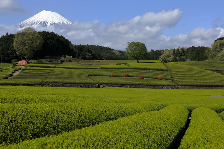 Other places (Mt.Fuji/Hakone & Around)