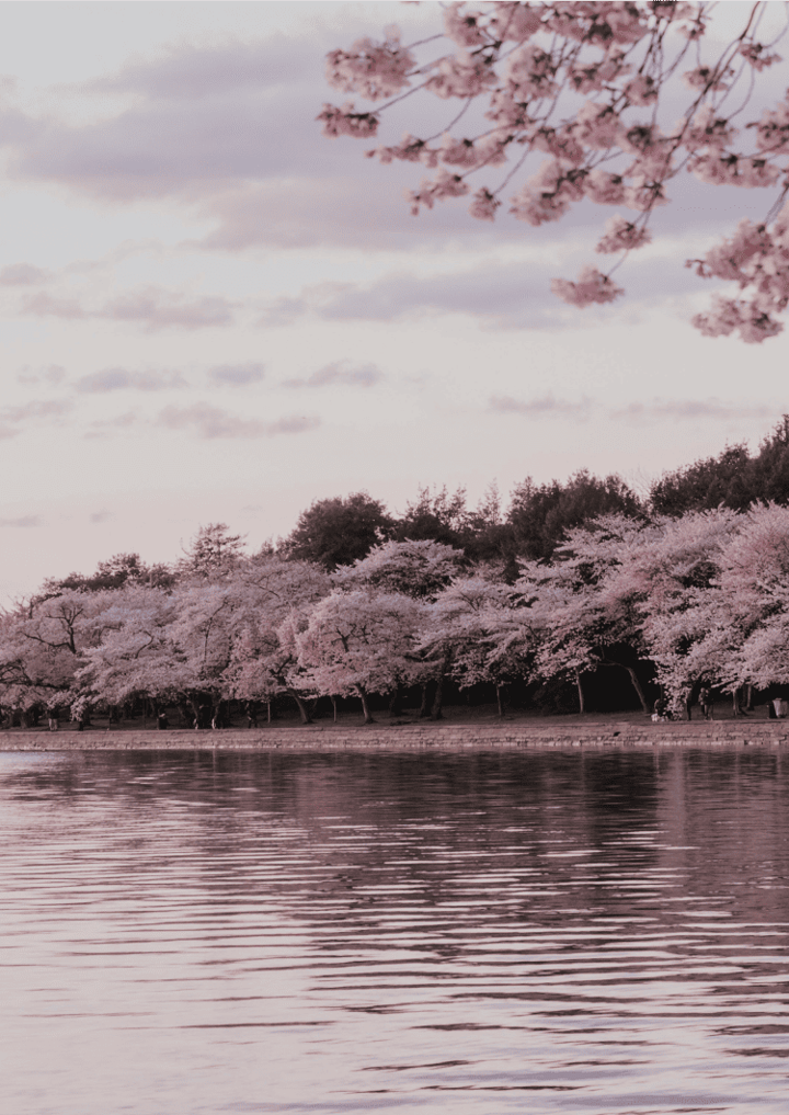 Cherry Blossom Season