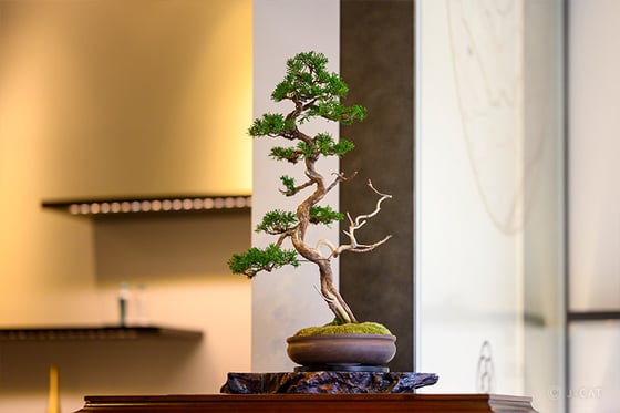 https://storage.otonami.jp/images%2Fen_makinooto-bonsai_sub_0_dc7c78e2.jpg?alt=media