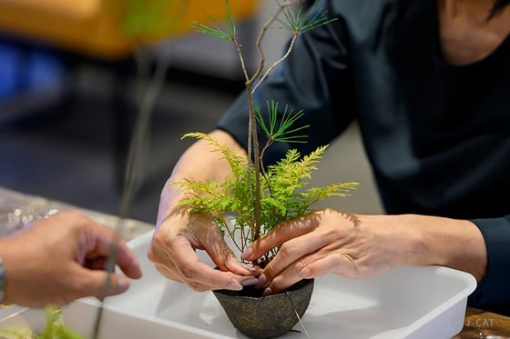 https://storage.otonami.jp/images%2Fen_makinooto-bonsai_sub_2_52e4dce1.jpg?alt=media