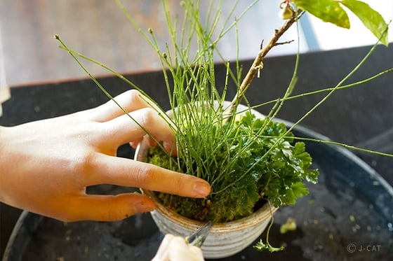 https://storage.otonami.jp/images%2Fen_nakanoya-bonsai_sub_0_b9281868.jpg?alt=media