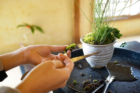 https://storage.otonami.jp/images%2Fen_nakanoya-bonsai_thumbnail_8160b3cc.jpg?alt=media