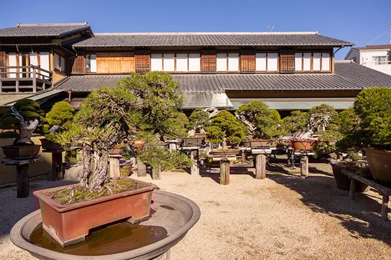 https://storage.otonami.jp/images%2Fen_shunkaen-bonsai_sub_1_0c47462e.jpg?alt=media