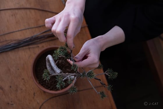 https://storage.otonami.jp/images%2Fen_shunkaen-bonsai_sub_2_0f183c49.jpg?alt=media