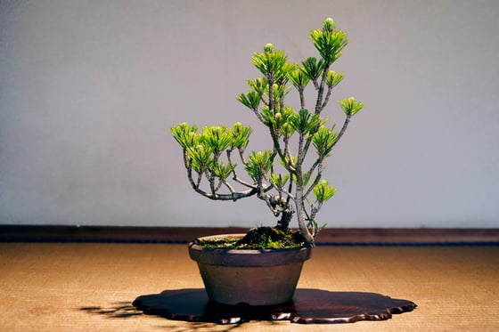 https://storage.otonami.jp/images%2Fen_suishoen-basic_sub_2_cfb9ec80.jpg?alt=media